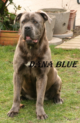 Dana blue (Sans Affixe)