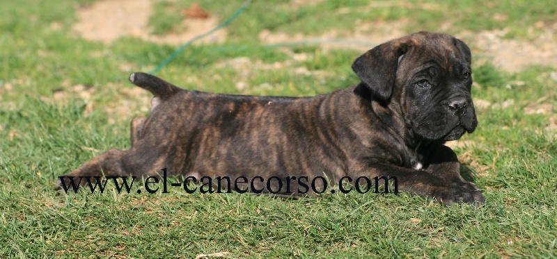 Diablo pippo (Sans Affixe)