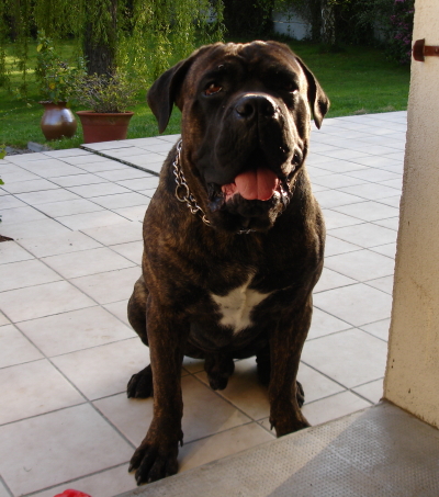 Baxter (Sans Affixe)