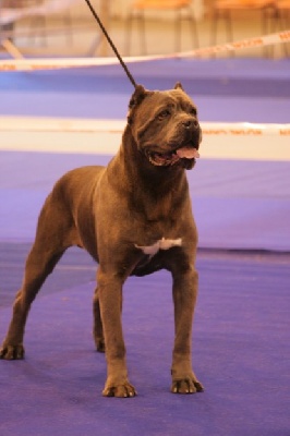 Marab Abdel - Resultat de la regional du cane corso